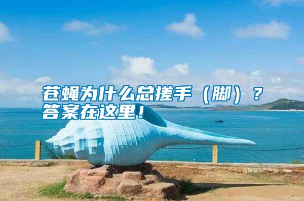 蒼蠅為什么總搓手(腳)?答案在這里!