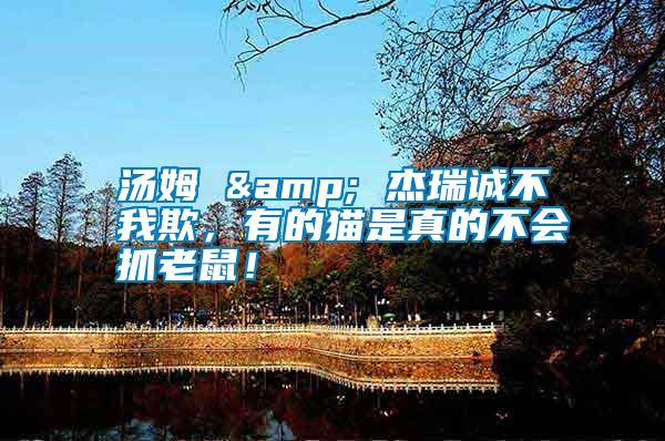 湯姆 & 杰瑞誠不我欺,有的貓是真的不會抓老鼠!