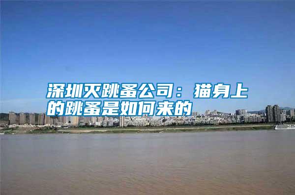 深圳滅跳蚤公司:貓身上的跳蚤是如何來的