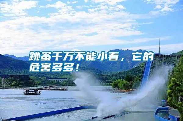 跳蚤千萬不能小看,它的危害多多!