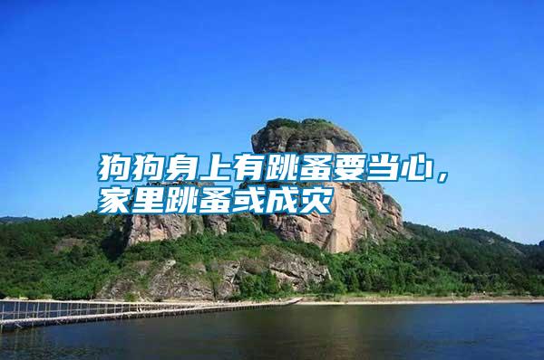 狗狗身上有跳蚤要當心,家里跳蚤或成災