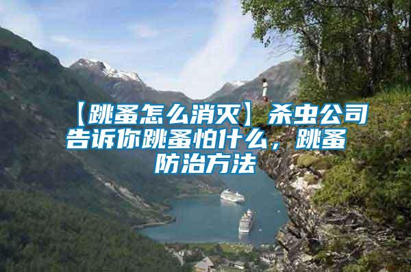 【跳蚤怎么消滅】殺蟲公司告訴你跳蚤怕什么,跳蚤防治方法