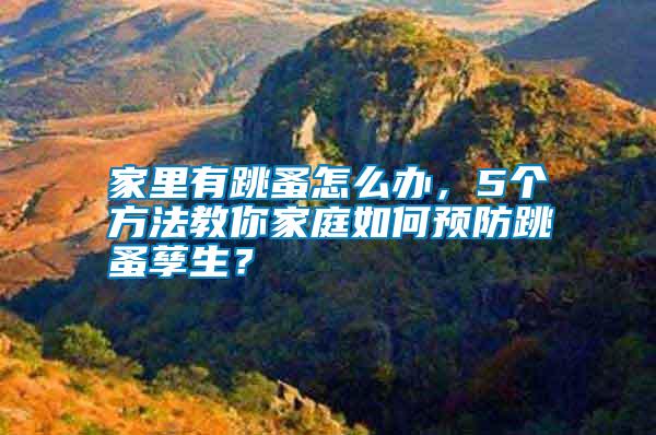家里有跳蚤怎么辦,5個方法教你家庭如何預防跳蚤孳生?