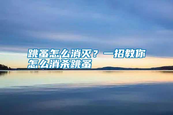 跳蚤怎么消滅?一招教你怎么消殺跳蚤