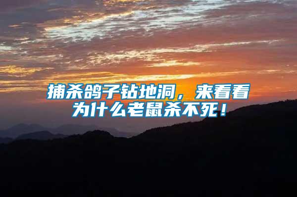 捕殺鴿子鉆地洞，來看看為什么老鼠殺不死！