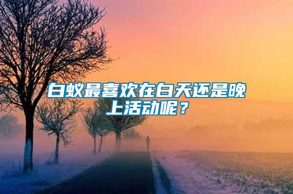 白蟻最喜歡在白天還是晚上活動呢?