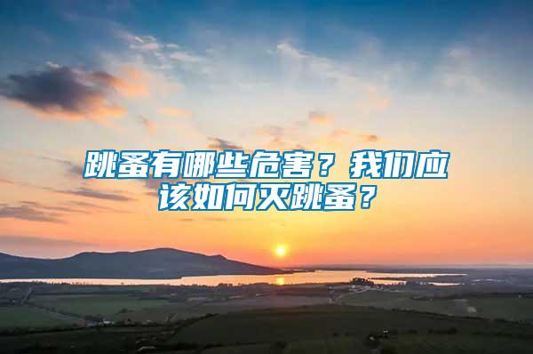 跳蚤有哪些危害？我們應該如何滅跳蚤？