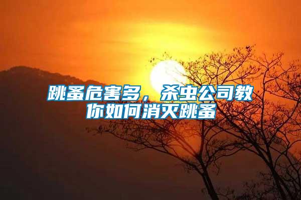 跳蚤危害多,殺蟲公司教你如何消滅跳蚤