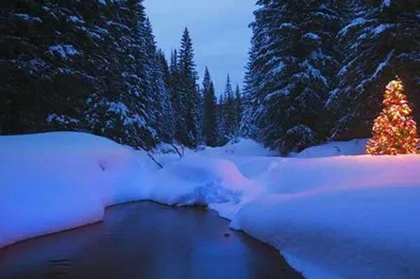 深圳白蟻防治:主要通過“爬、飛、帶”三種途徑入侵居民家