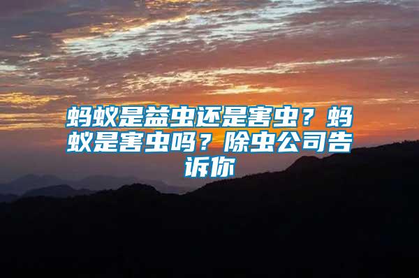 螞蟻是益蟲還是害蟲？螞蟻是害蟲嗎？除蟲公司告訴你