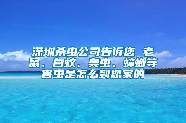 深圳殺蟲公司告訴您 老鼠、白蟻、臭蟲、蟑螂等害蟲是怎么到您家的