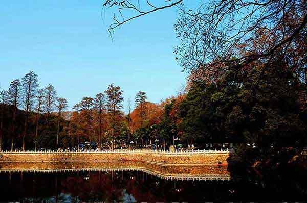 西麗殺蟲公司-西麗除蟲公司-西麗,殺蟑螂,殺白蟻,除四害公司