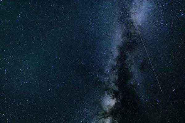 專業滅跳蚤,止癢除跳蚤, 古法新法一起用