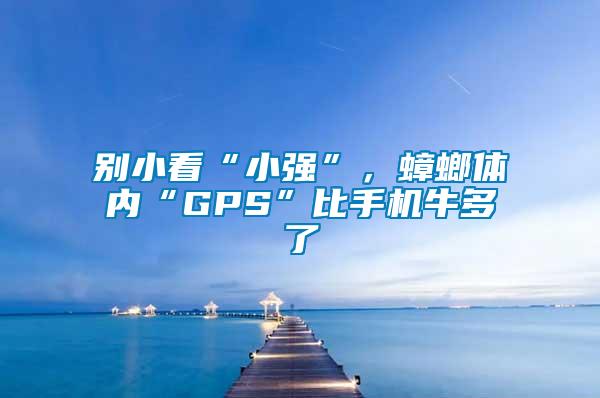 別小看“小強”,蟑螂體內“GPS”比手機牛多了