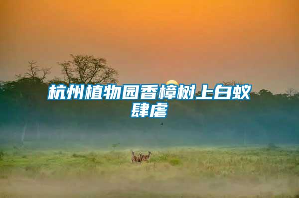 杭州植物園香樟樹上白蟻肆虐