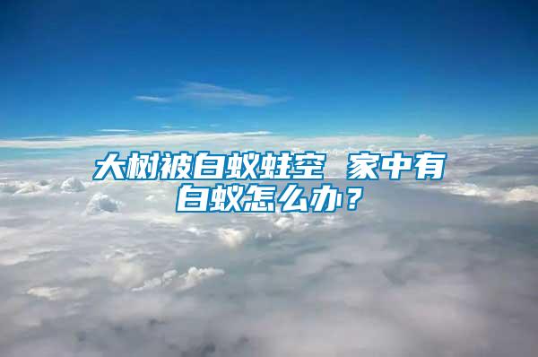 大樹被白蟻蛀空 家中有白蟻怎么辦?