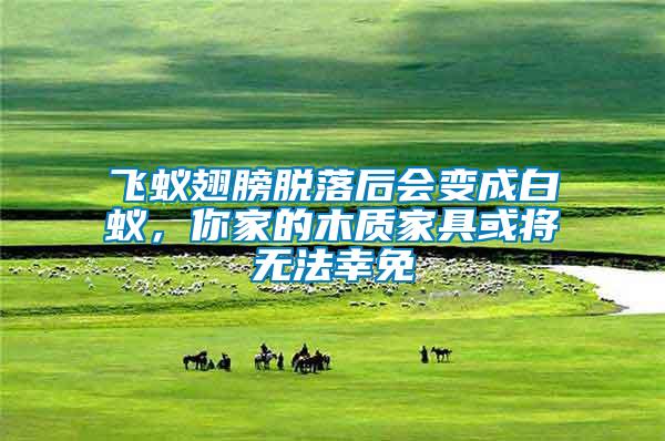 飛蟻翅膀脫落后會變成白蟻,你家的木質家具或將無法幸免