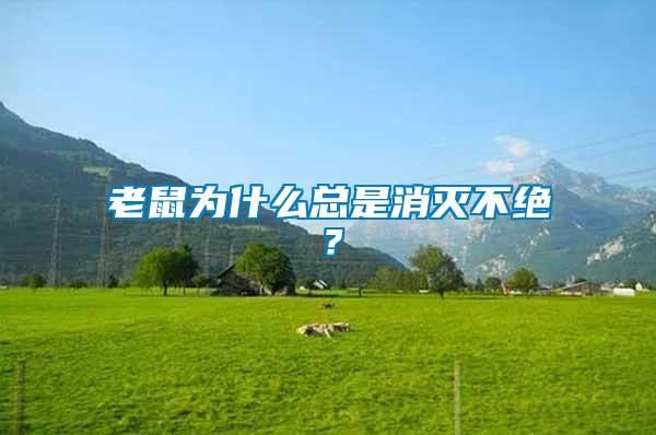 老鼠為什么總是消滅不絕?