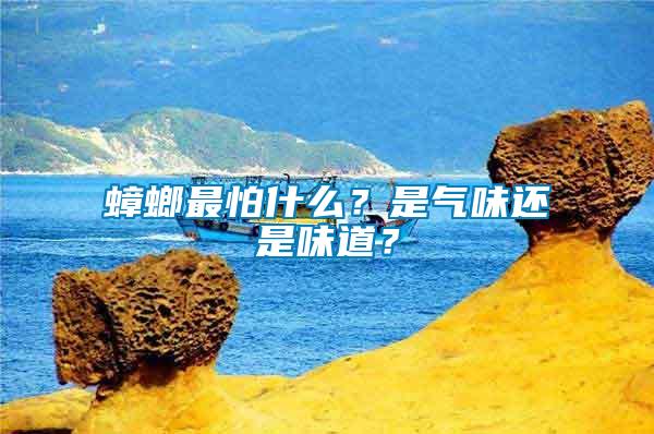 蟑螂最怕什么?是氣味還是味道?