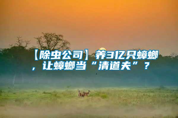 【除蟲公司】養3億只蟑螂,讓蟑螂當“清道夫”?