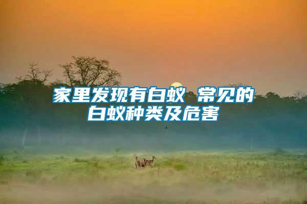 家里發(fā)現(xiàn)有白蟻 常見(jiàn)的白蟻種類(lèi)及危害