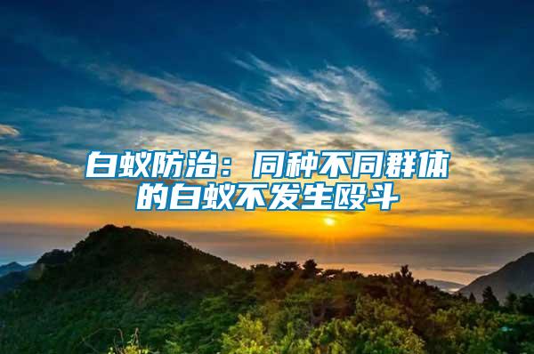 白蟻防治:同種不同群體的白蟻不發生毆斗