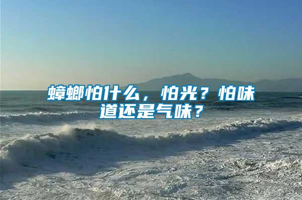 蟑螂怕什么，怕光？怕味道還是氣味？