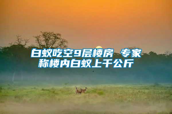 白蟻吃空9層樓房 專家稱樓內白蟻上千公斤