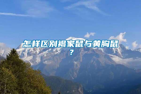 怎樣區別褐家鼠與黃胸鼠?