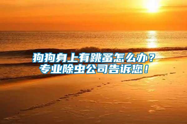 狗狗身上有跳蚤怎么辦？專業除蟲公司告訴您！