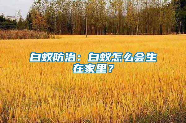 白蟻防治:白蟻怎么會生在家里?