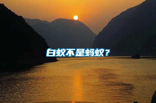 白蟻不是螞蟻?