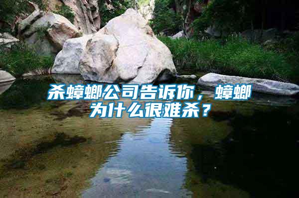 殺蟑螂公司告訴你,蟑螂為什么很難殺?
