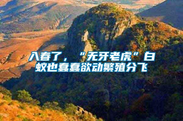 入春了,“無牙老虎”白蟻也蠢蠢欲動繁殖分飛