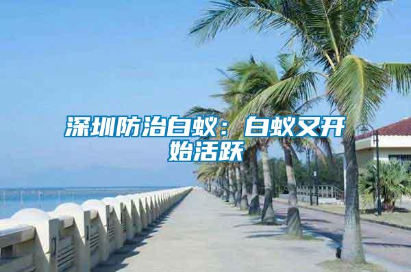 深圳防治白蟻:白蟻又開始活躍