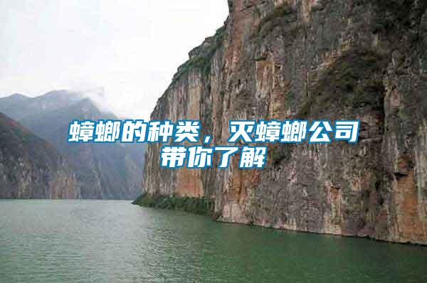 蟑螂的種類，滅蟑螂公司帶你了解