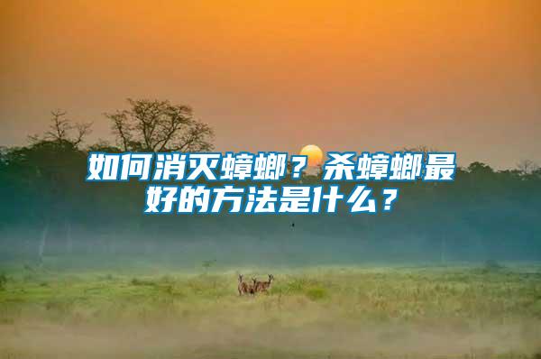 如何消滅蟑螂?殺蟑螂最好的方法是什么?
