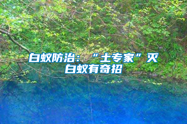 白蟻防治:“土專家”滅白蟻有奇招