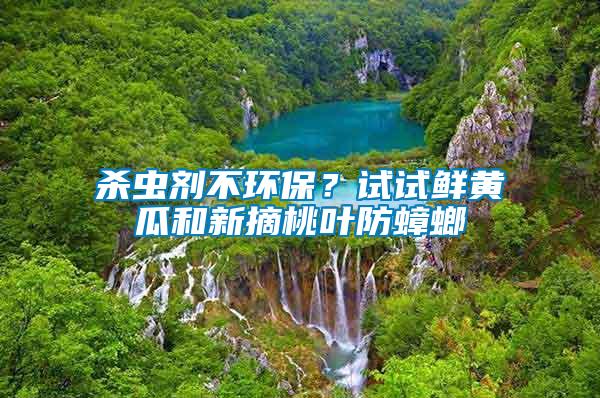 殺蟲劑不環(huán)保？試試鮮黃瓜和新摘桃葉防蟑螂