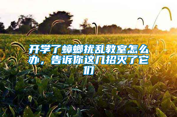 開學(xué)了蟑螂擾亂教室怎么辦,告訴你這幾招滅了它們