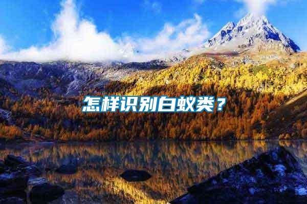 怎樣識別白蟻類?