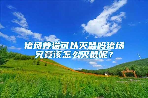 豬場養貓可以滅鼠嗎豬場究竟該怎么滅鼠呢？