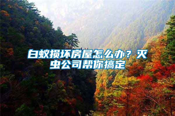 白蟻損壞房屋怎么辦?滅蟲公司幫你搞定