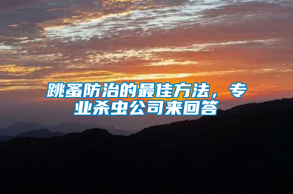 跳蚤防治的最佳方法，專業殺蟲公司來回答