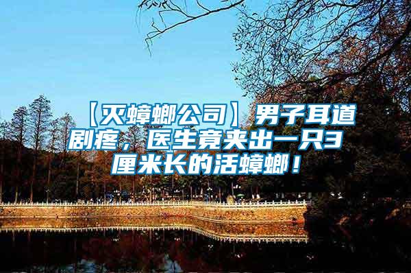 【滅蟑螂公司】男子耳道劇疼，醫生竟夾出一只3厘米長的活蟑螂！