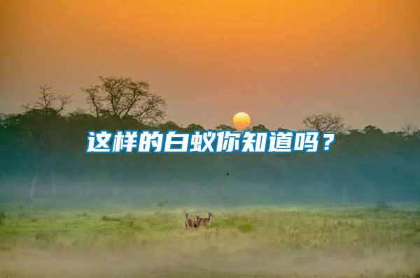 這樣的白蟻你知道嗎？