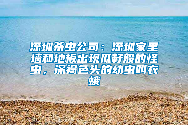 深圳殺蟲公司:深圳家里墻和地板出現瓜籽般的怪蟲,深褐色頭的幼蟲叫衣蛾