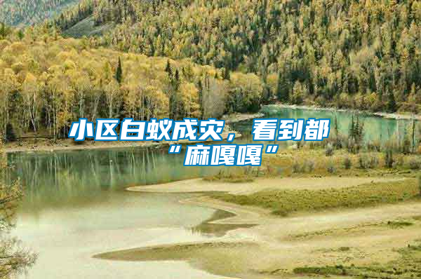 小區白蟻成災,看到都“麻嘎嘎”