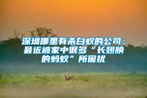 深圳哪里有殺白蟻的公司:最近被家中很多“長(zhǎng)翅膀的螞蟻”所困擾