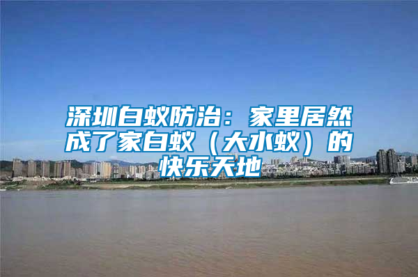深圳白蟻防治:家里居然成了家白蟻(大水蟻)的快樂天地